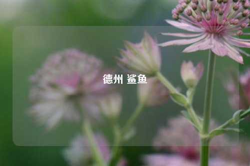 德州 鲨鱼