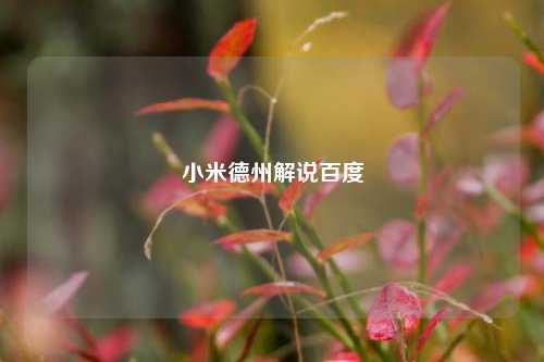 小米德州解说百度
