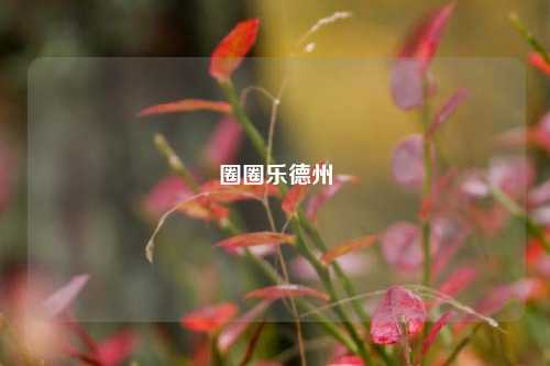 圈圈乐德州
