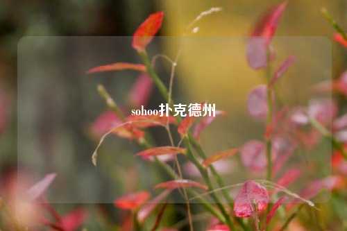 sohoo扑克德州
