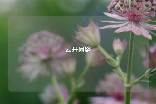云开网络